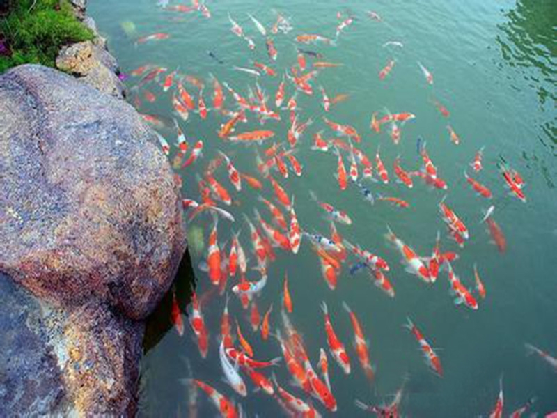 全自動(dòng)魚(yú)池凈化系統(tǒng)