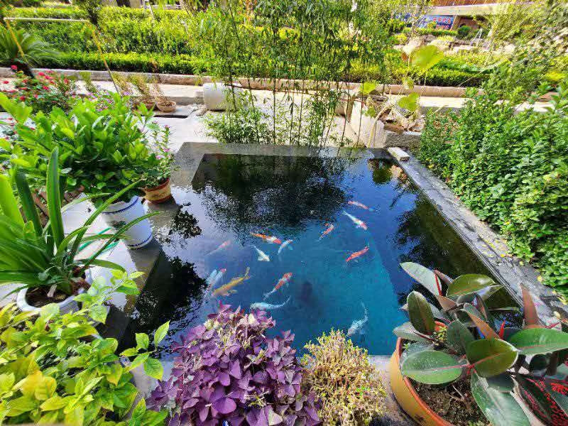 什么是既適合錦鯉生長(zhǎng)又能夠給我們提供良好觀賞條件的水呢？