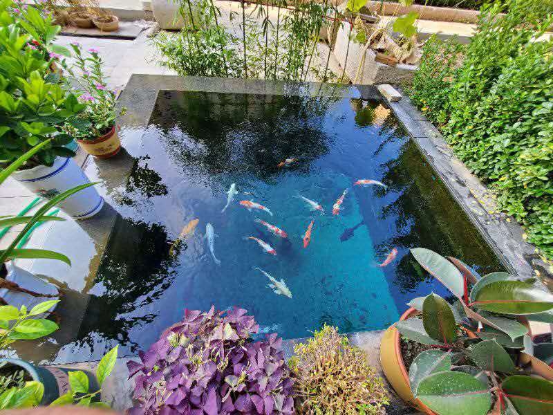 不換水魚也不會(huì)死